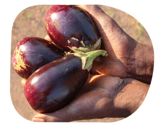 Eggplant - Aubergine